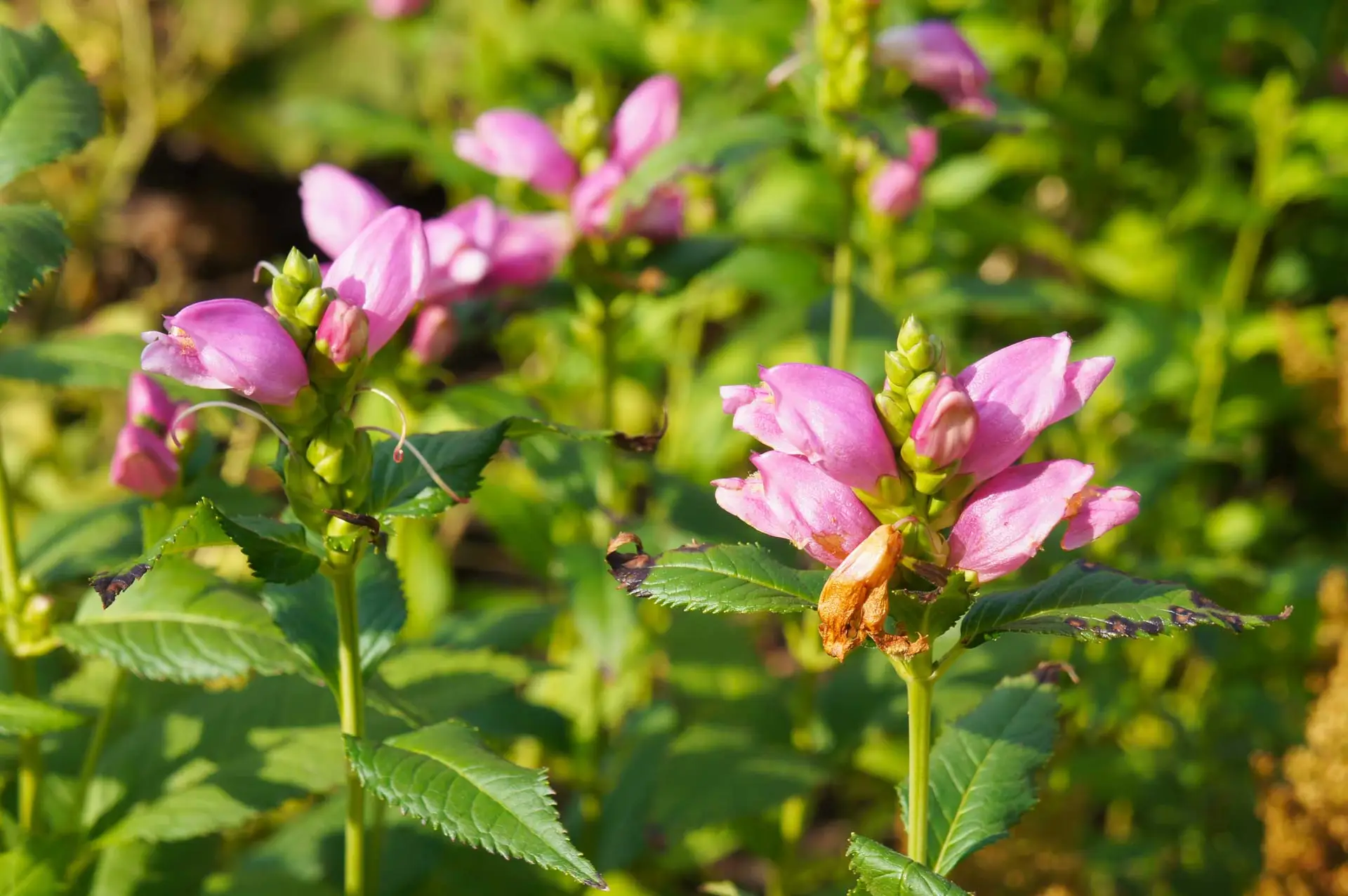 How To Plant Turtleheads Native Flowers The Plant Native