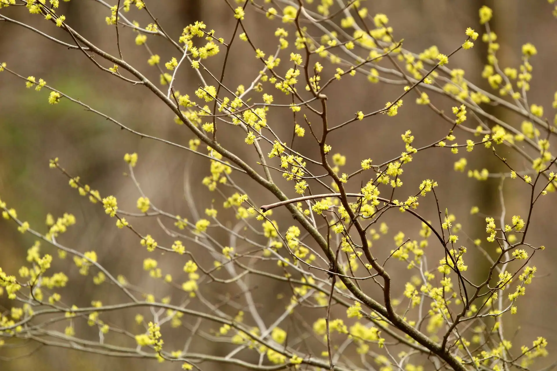 A Guide To Planting Spicebush The Plant Native