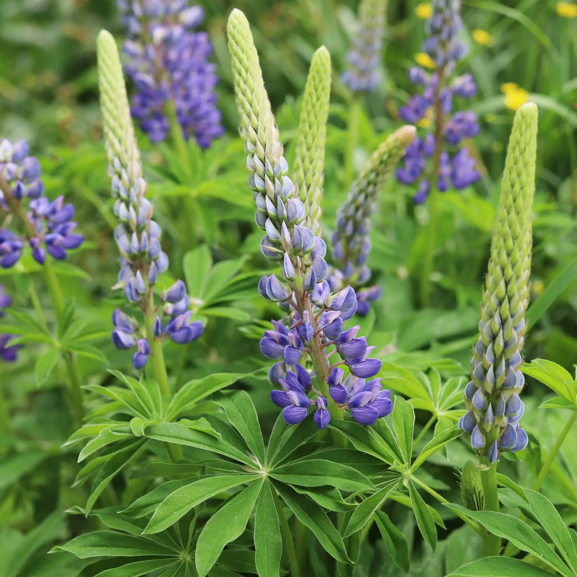 Bigleaf Lupine The Plant Native