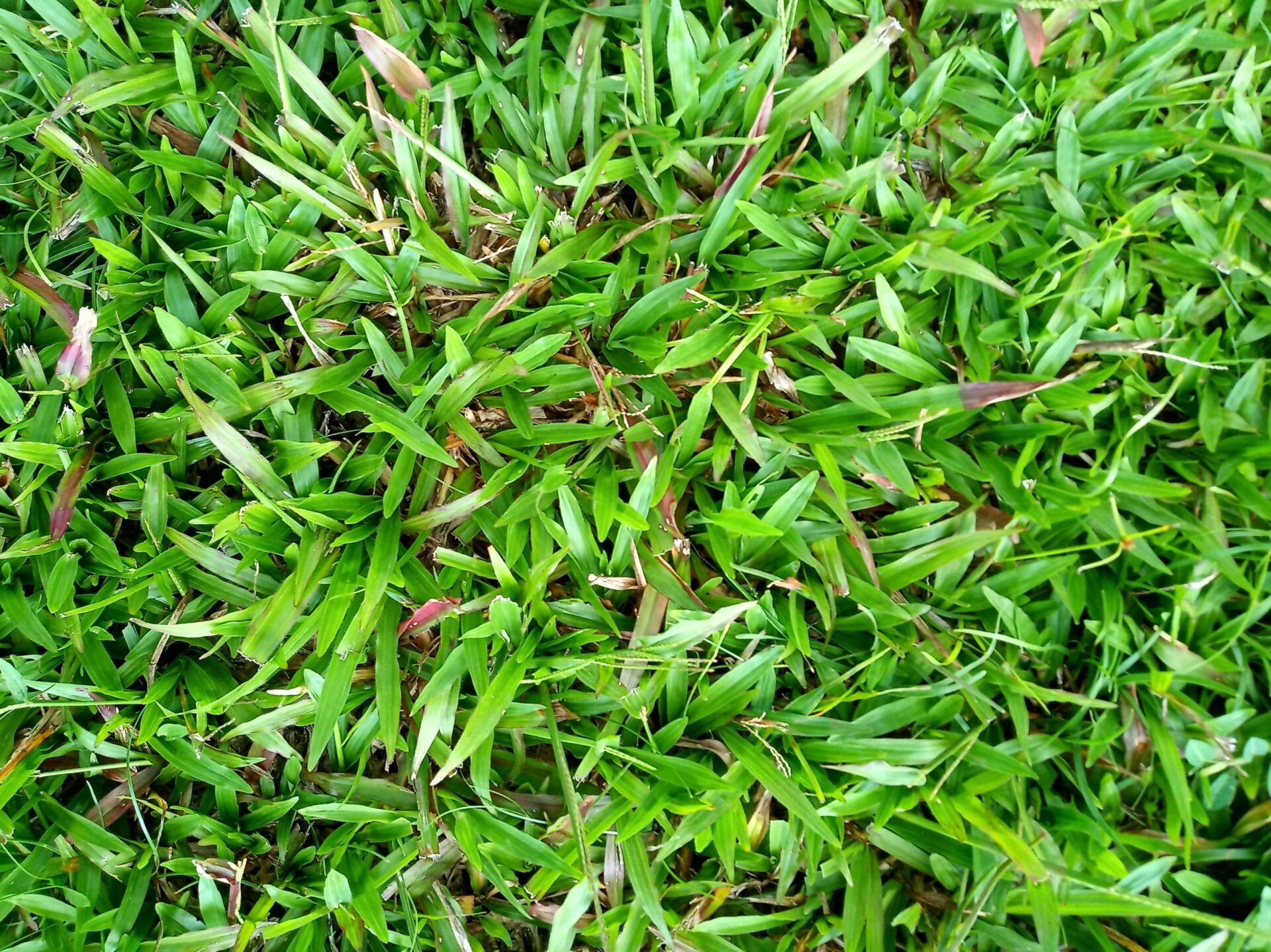 Buffalo Grass Low Maintenance Lawn Alternative The Plant Native 