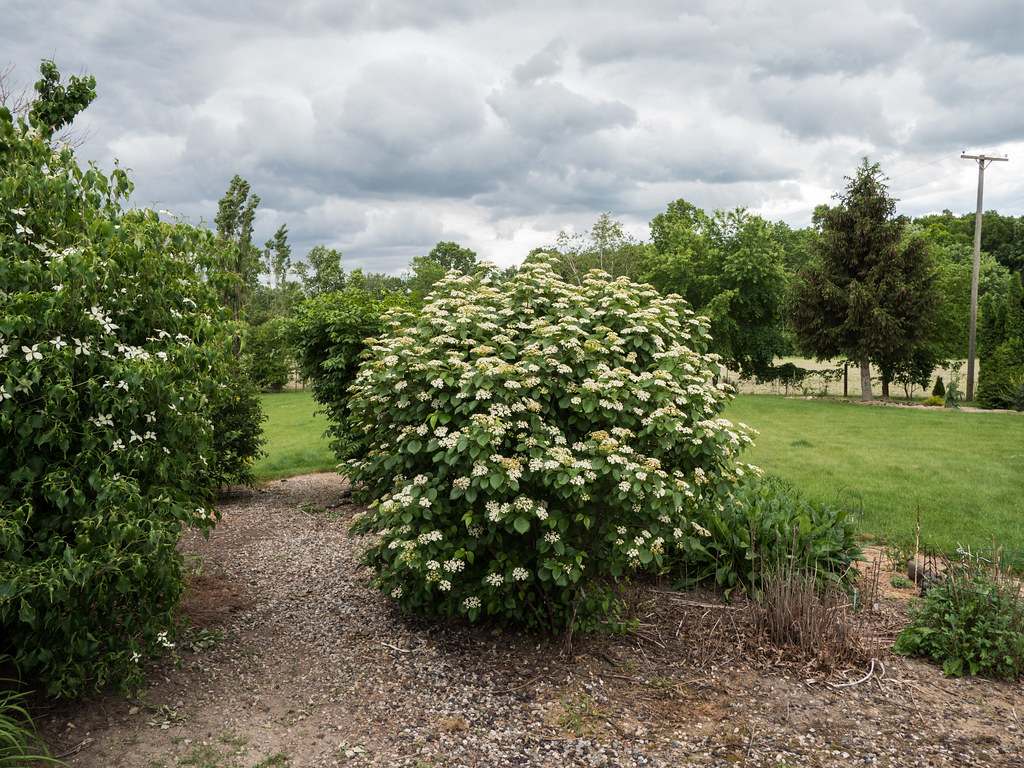 Arrowwood Viburnum Native Garden Essential The Plant Native