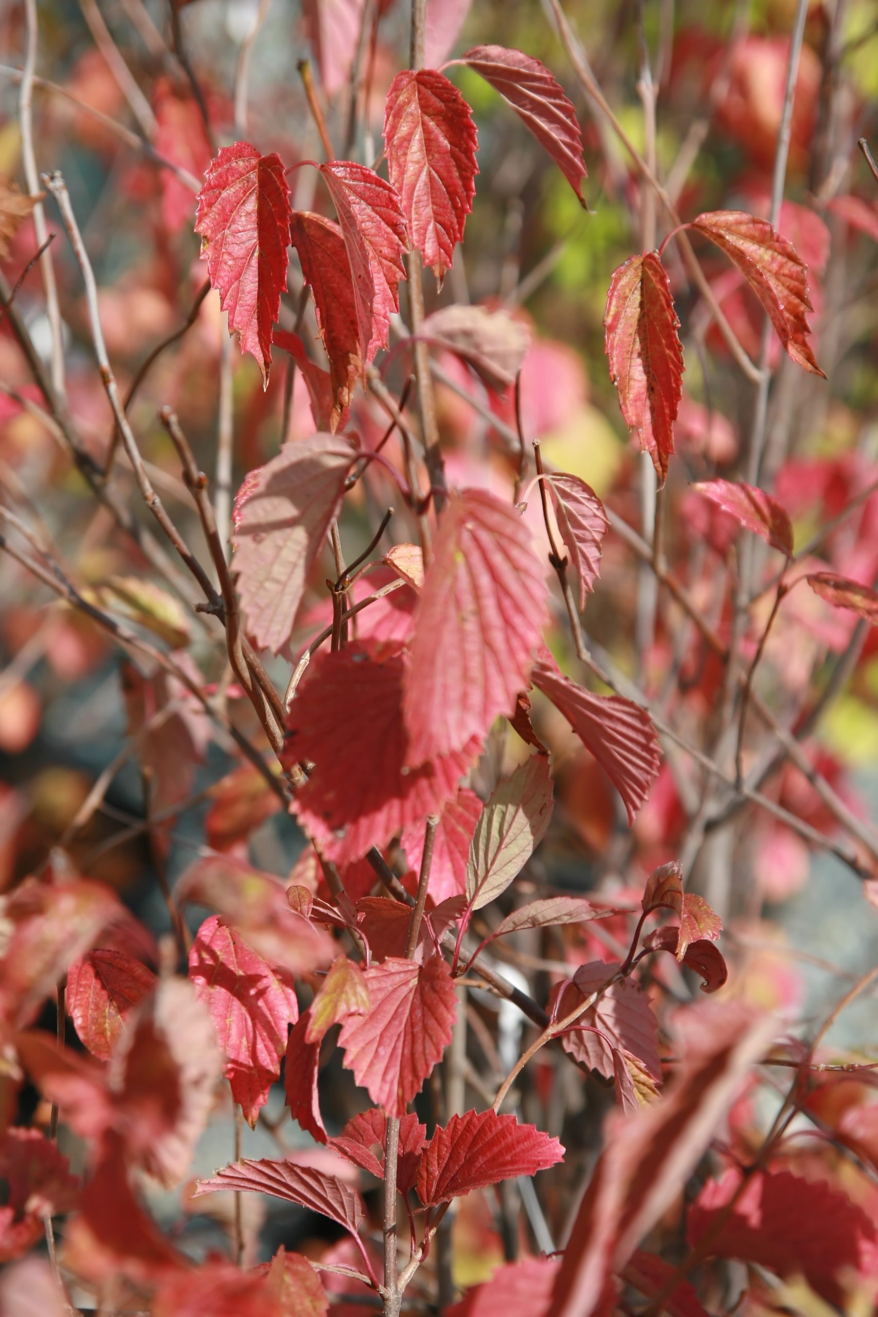 Arrowwood Viburnum Native Garden Essential The Plant Native