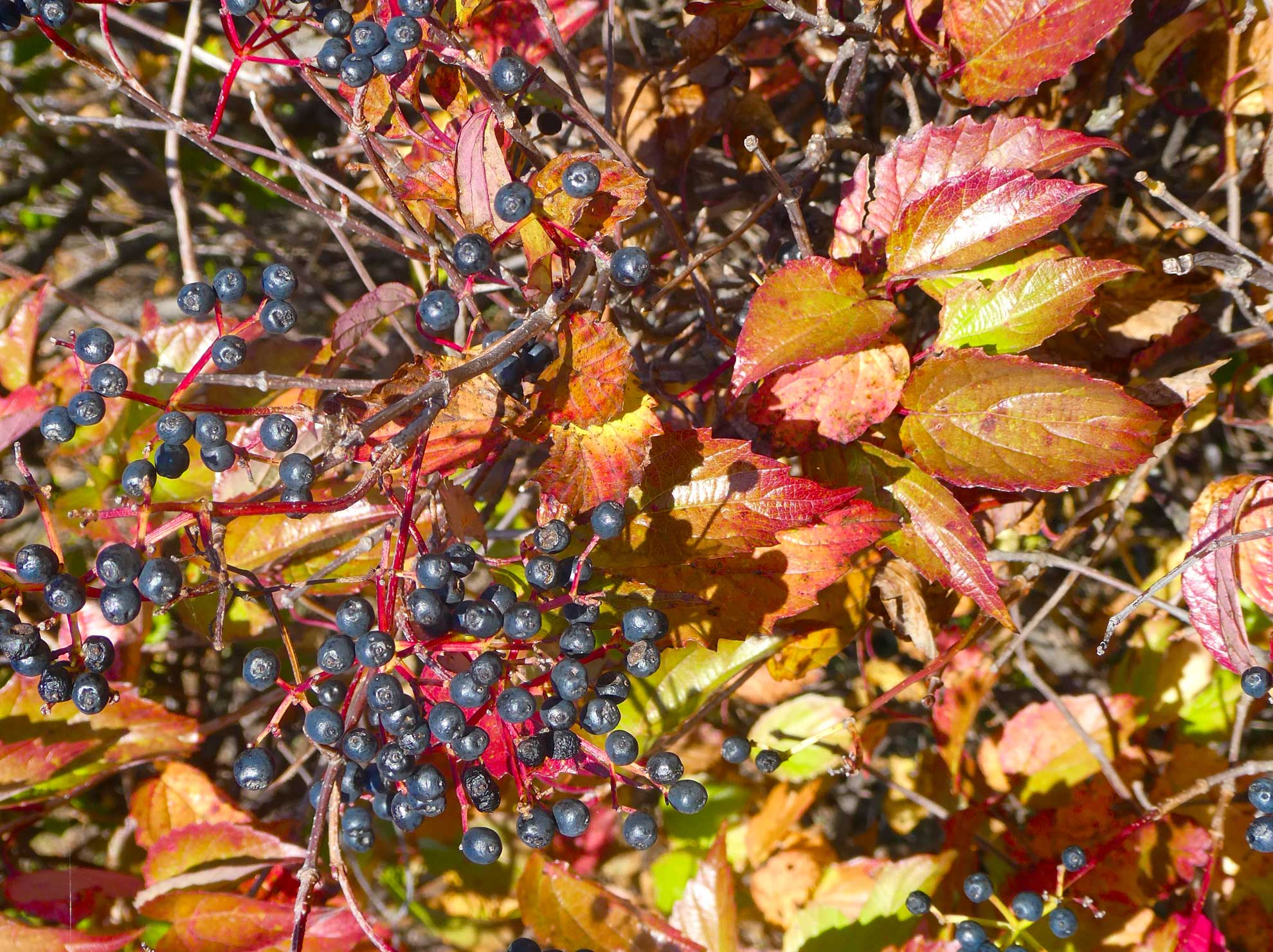 Arrowwood Viburnum Native Garden Essential The Plant Native