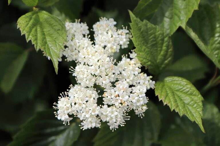 Arrowwood Viburnum Native Garden Essential The Plant Native