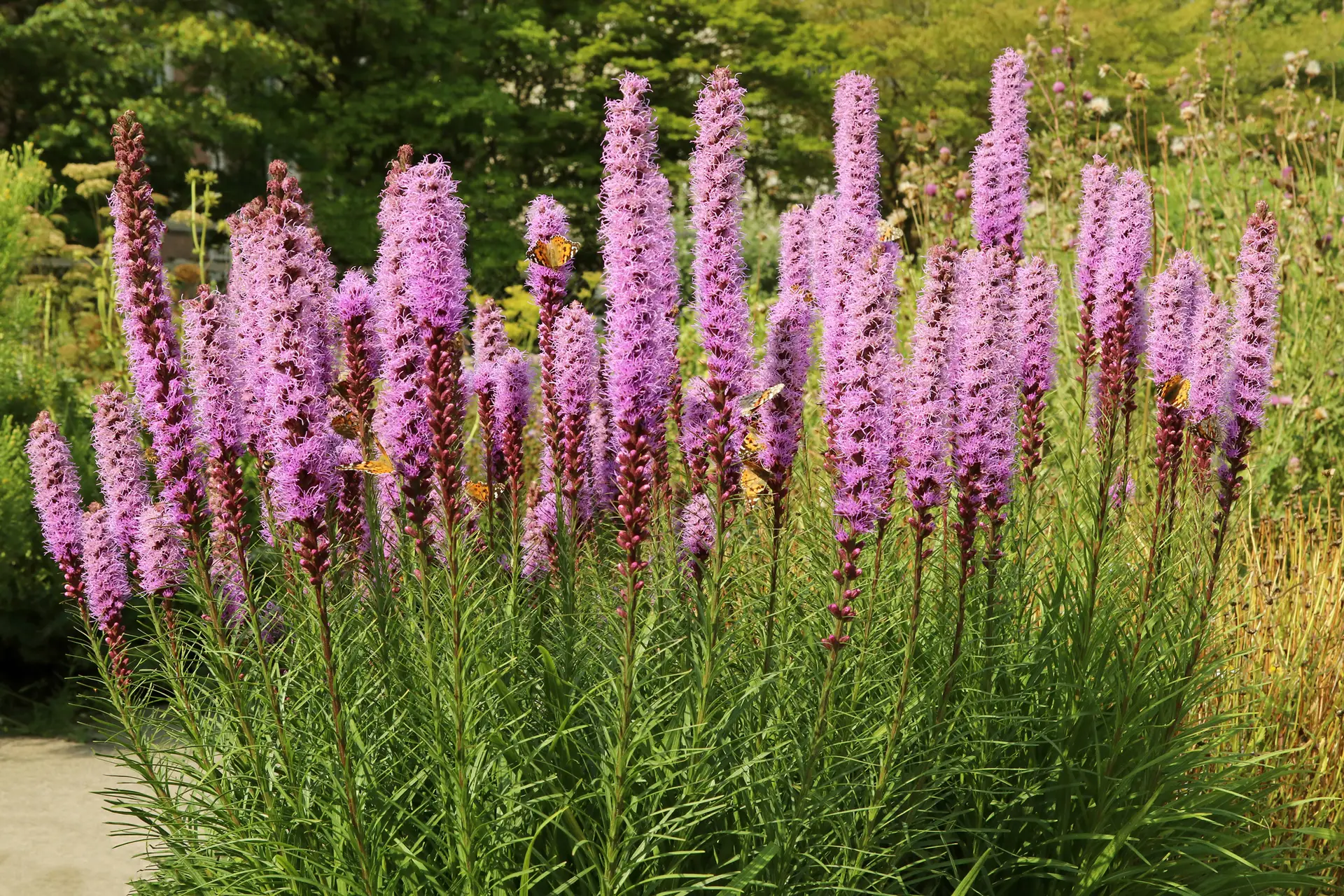 Prairie blazing star discount