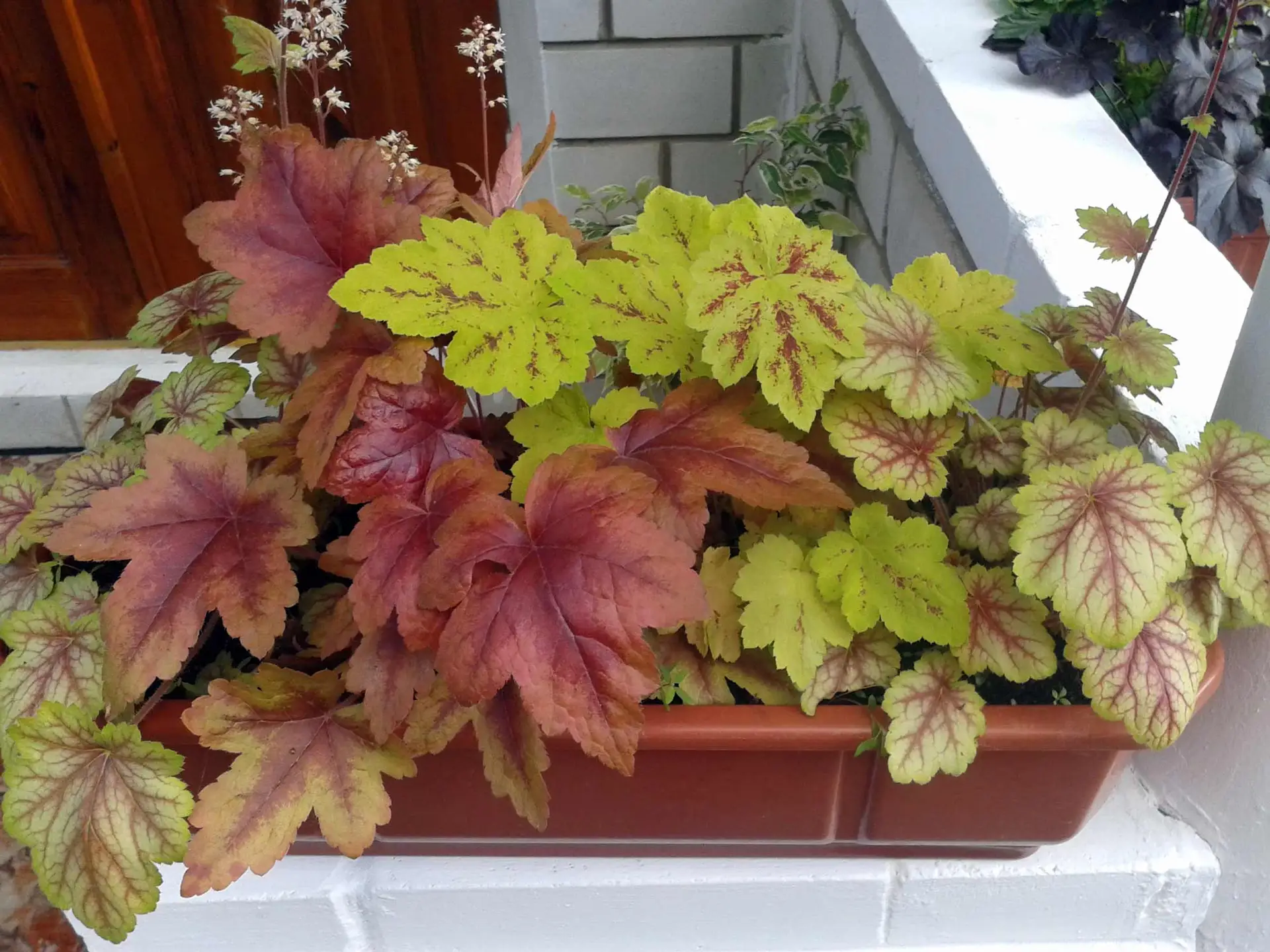 Heucheras in a window box, red-brown and lime leaves with red veins