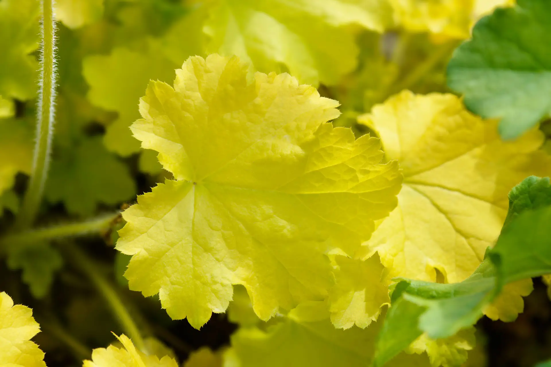Heuchera ‘Electric Lime’, bright chartreuse ruffled leaves