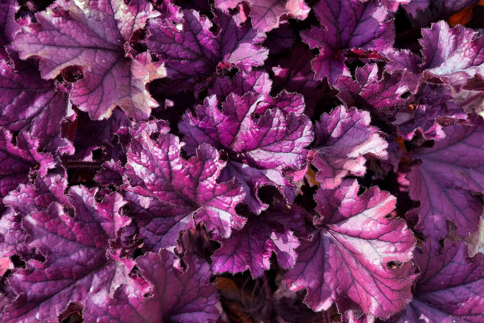 Heuchera ‘Forever Purple’, glossy ruffled purple leaves