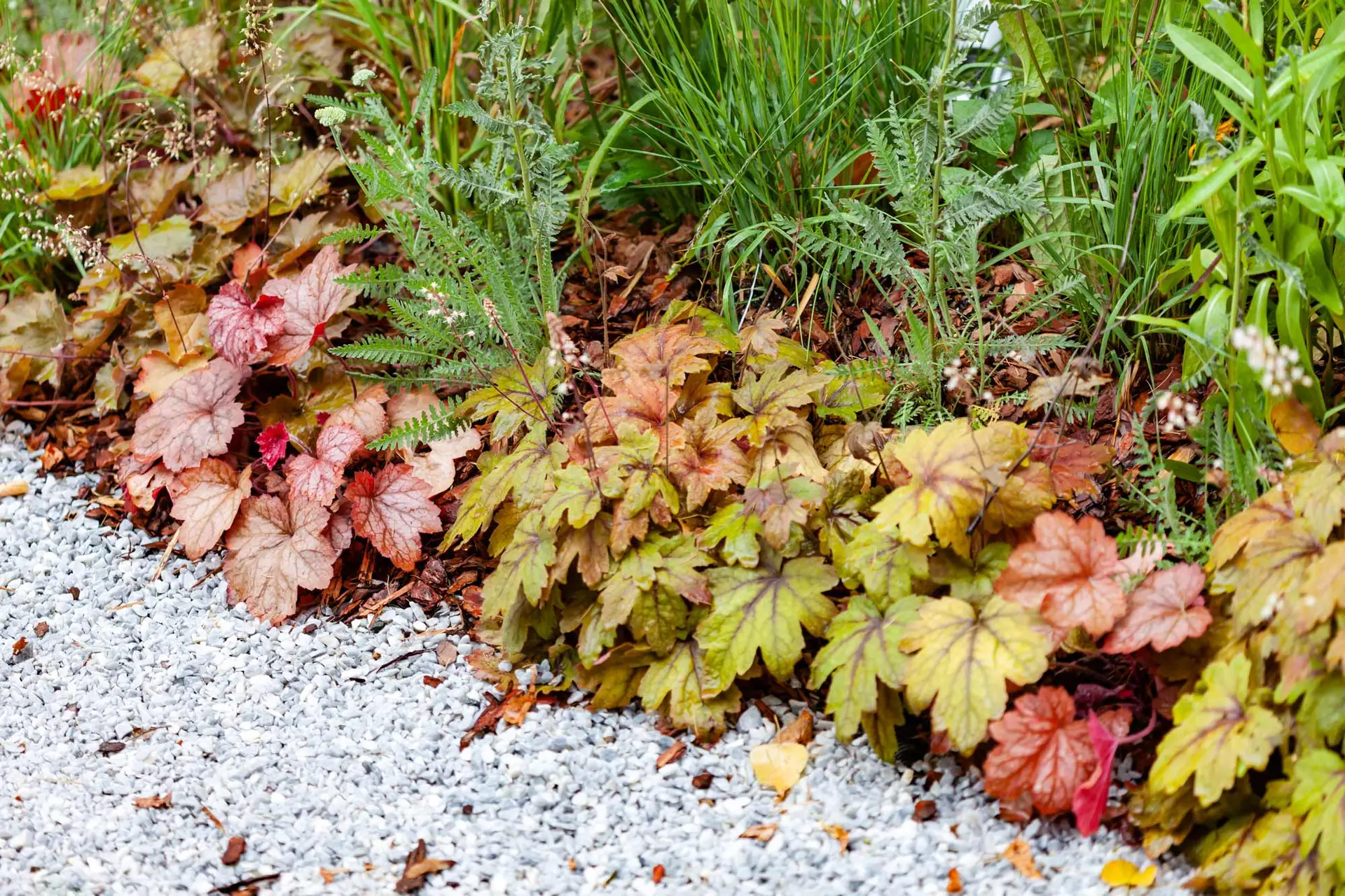 Heucheras in coral, gold and red edging a white gravel path