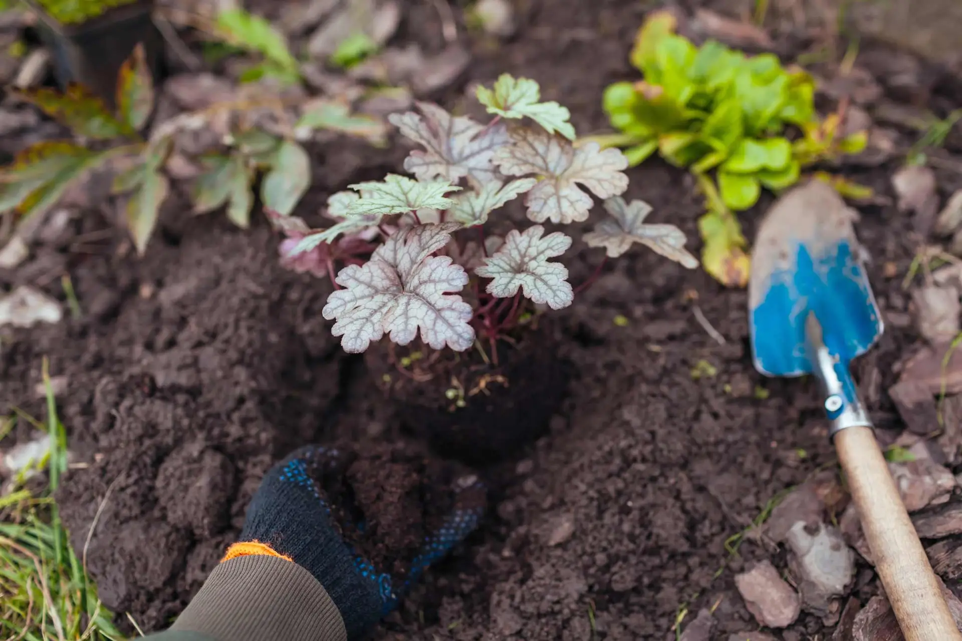 Gloved hand planting a silver-leaved heuchera in a hole beside a blue trowel