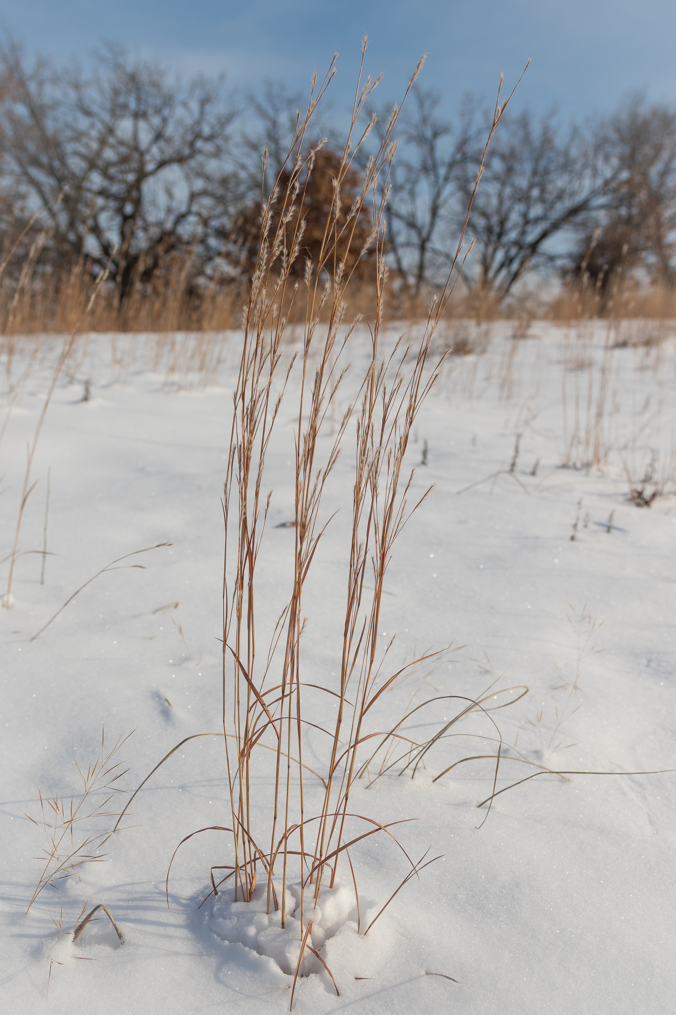 Little Bluestem Native Plant - How to Plant + Where to Find