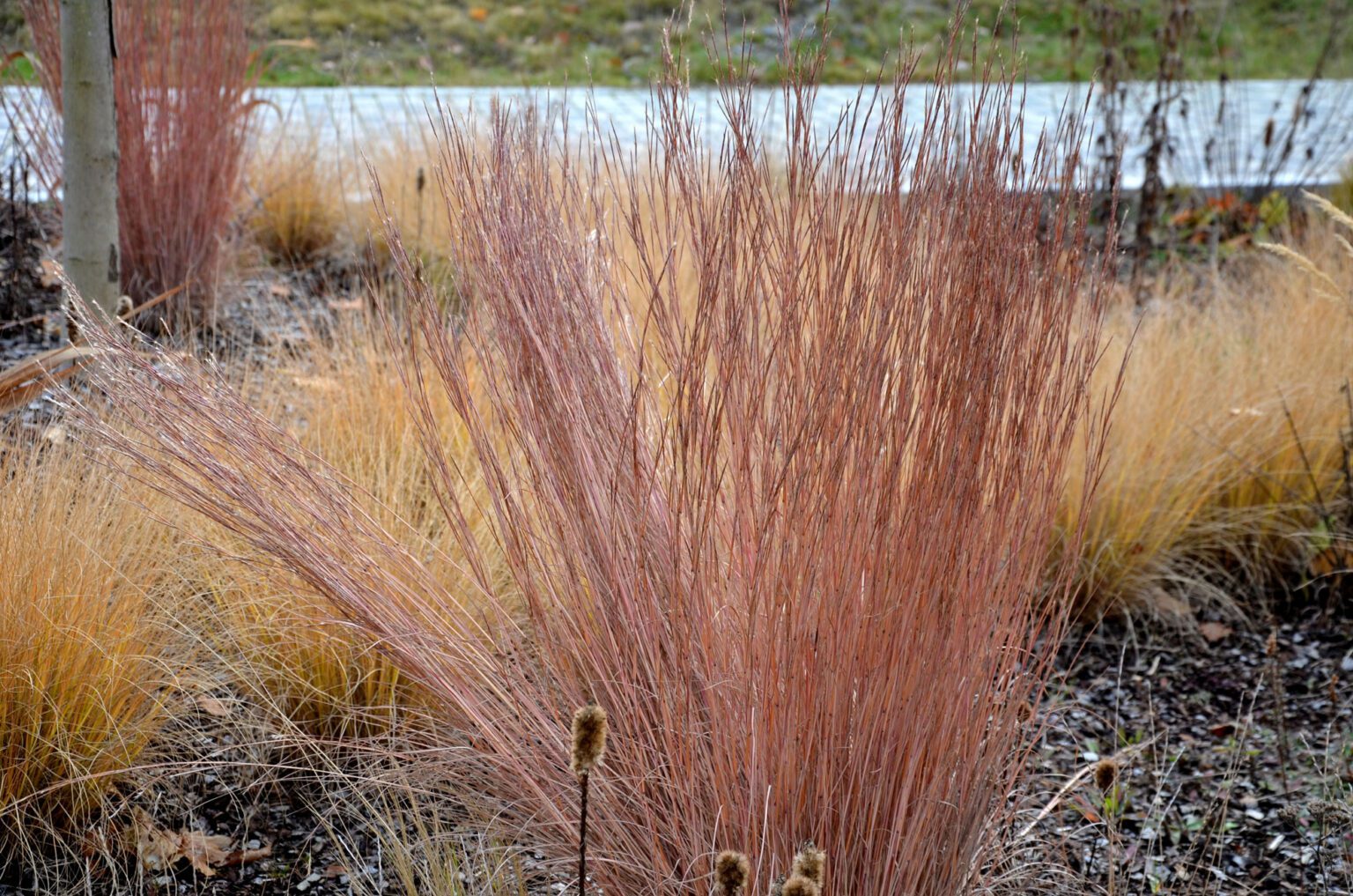 Little Bluestem Native Plant How To Plant Where To Find