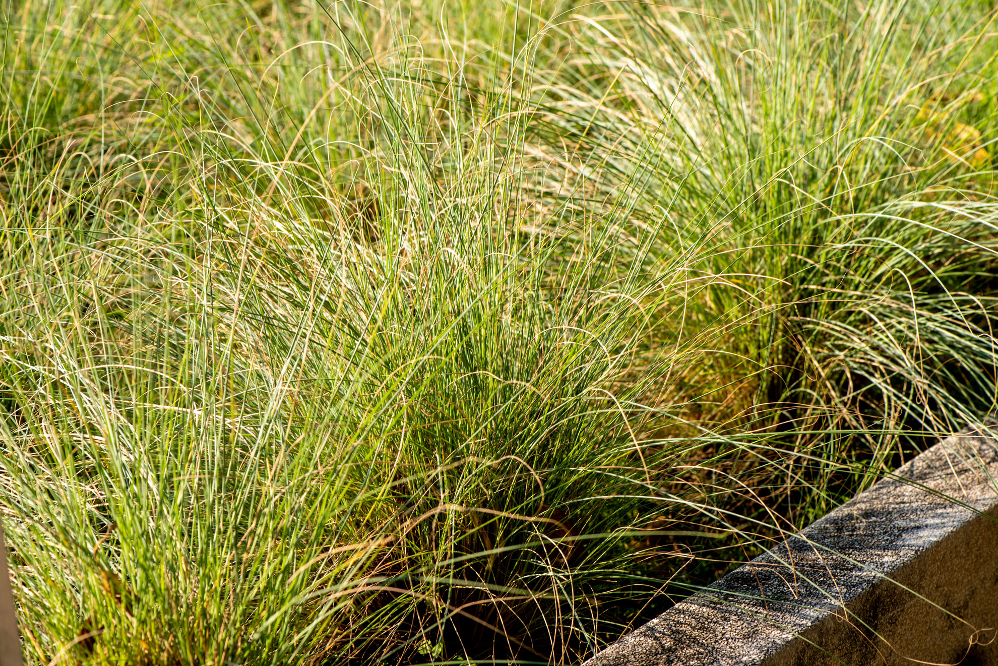 Little Bluestem Native Plant - How to Plant + Where to Find