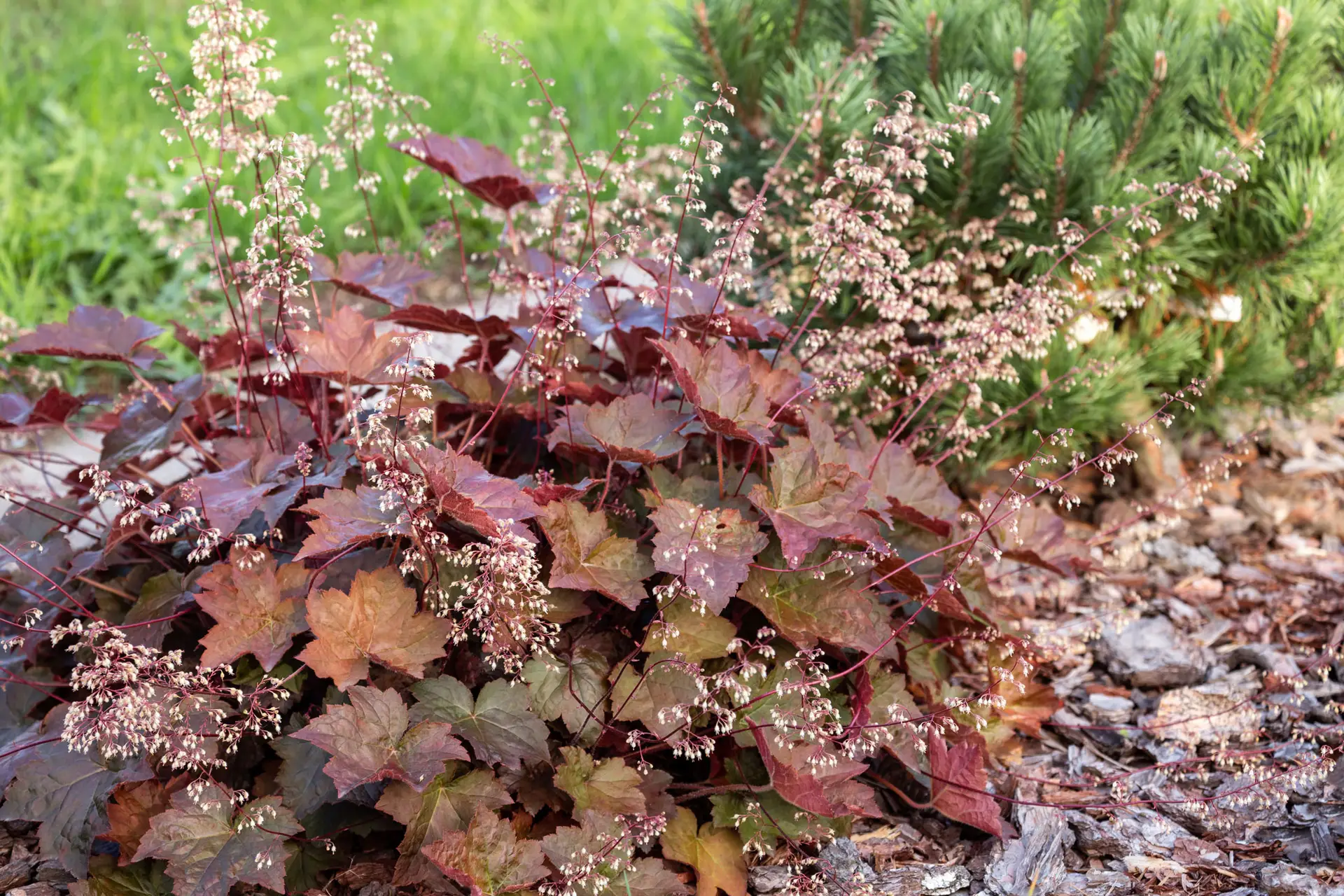 Heuchera, a mound of dark red leaves under tall stems of tiny pink flowers