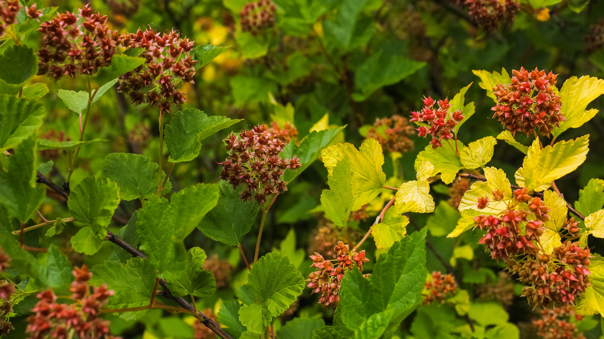 Growing And Caring For Ninebark The Plant Native 1850