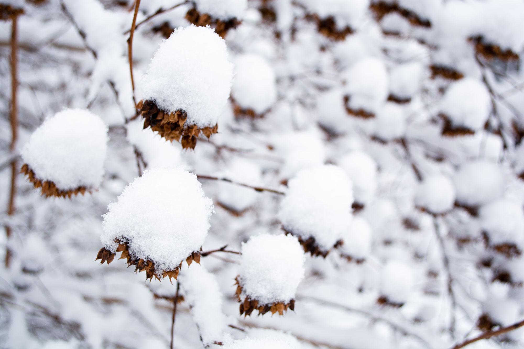 Growing and Caring for Ninebark The Plant Native