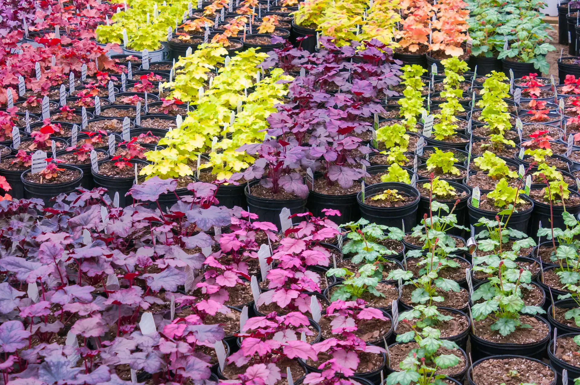 Rows of young heuchera in nursery pots, leaves in purple, pink, lime and red