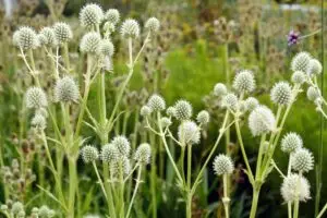 Rattlesnake-master-plant-in-the-garden - the Plant Native