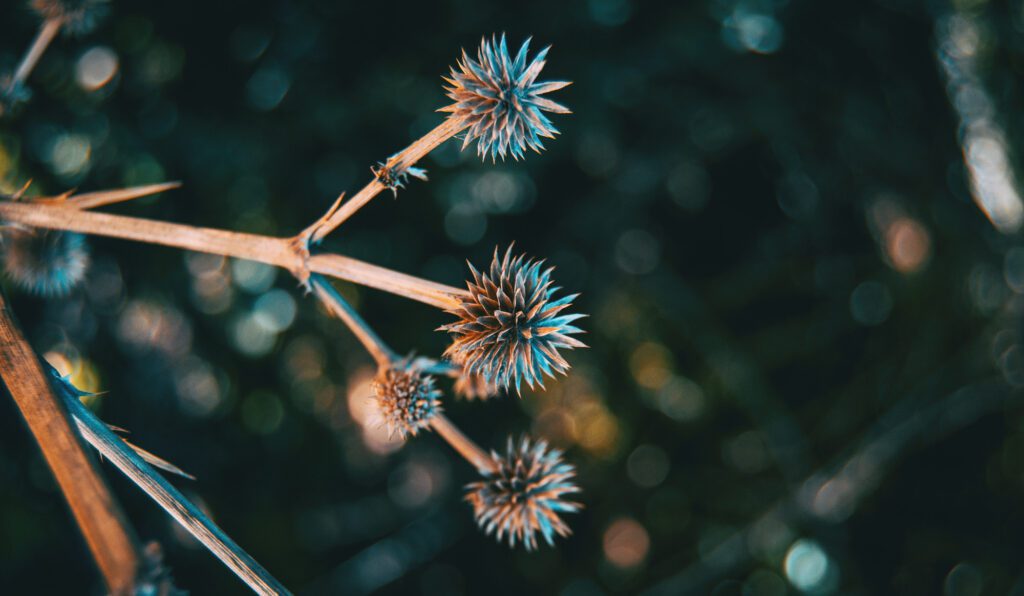 How to Plant Rattlesnake Master The Plant Native