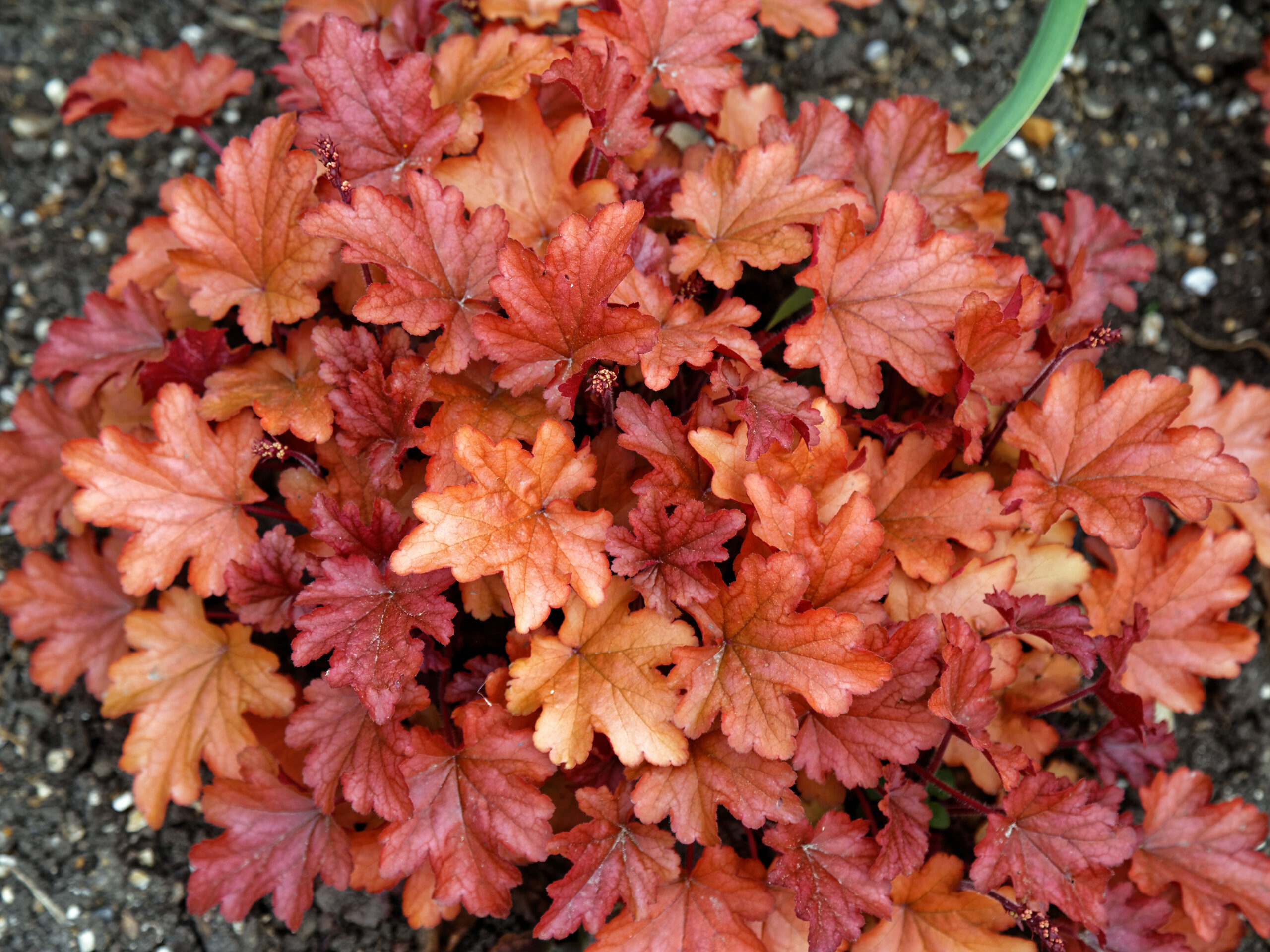 Heuchera ‘Peach Flambé’, ruffled leaves in peach and coral red
