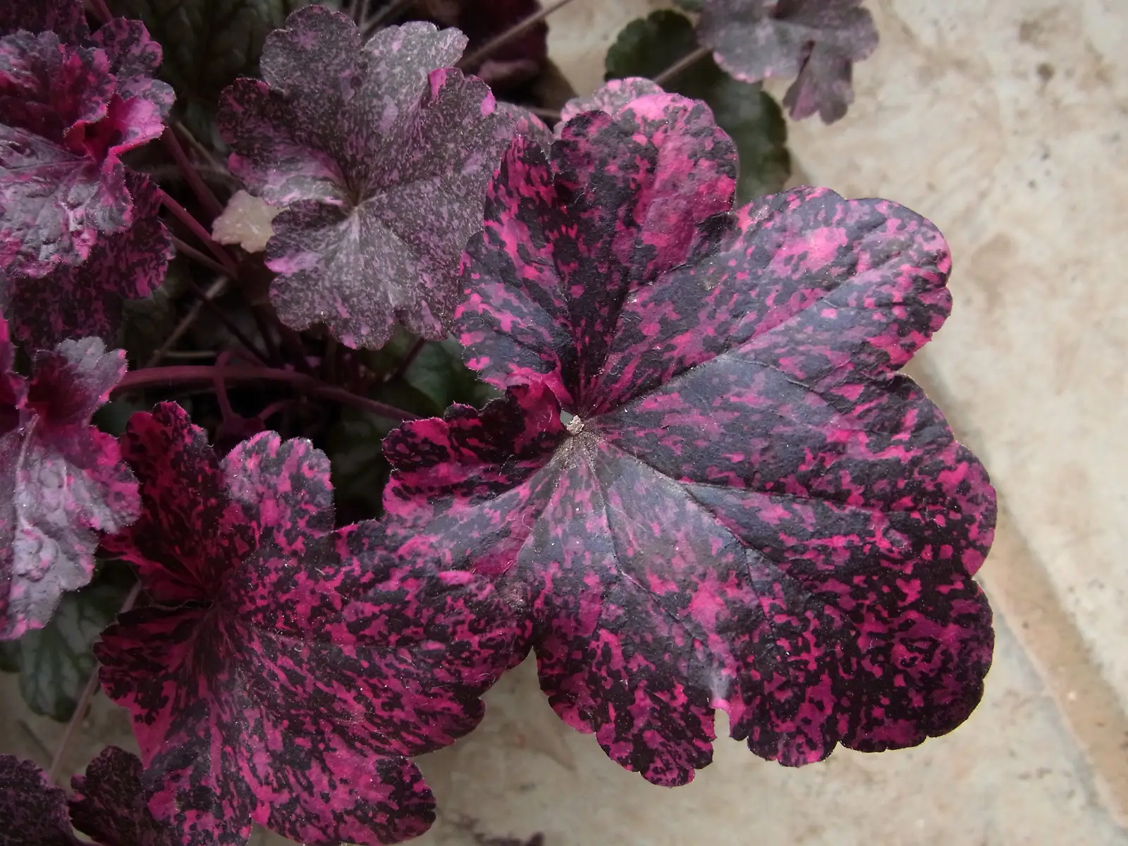 Heuchera ‘Midnight Rose’, dark purple leaves speckled hot pink