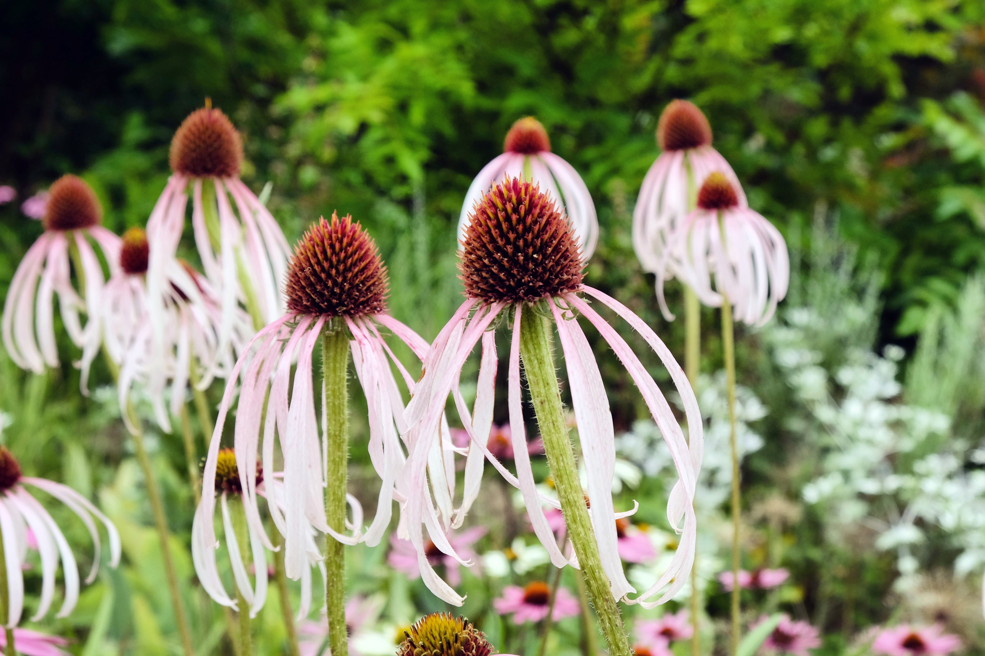 Coneflowers EasytoGrow Native Plants The Plant Native