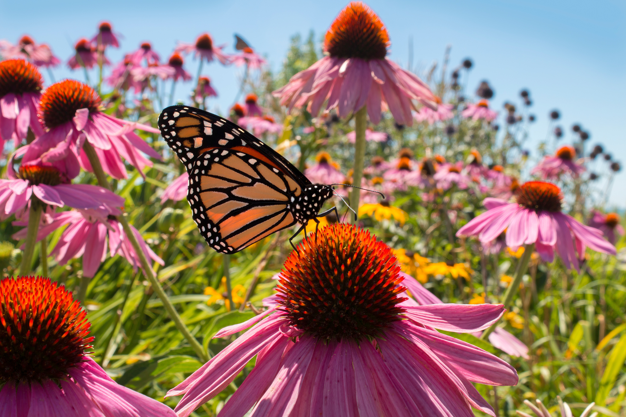Twine Vine - Native Host Plant for Monarch Butterflies — Florida
