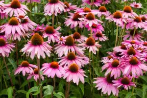 Native-coneflowers-in-a-garden - the Plant Native