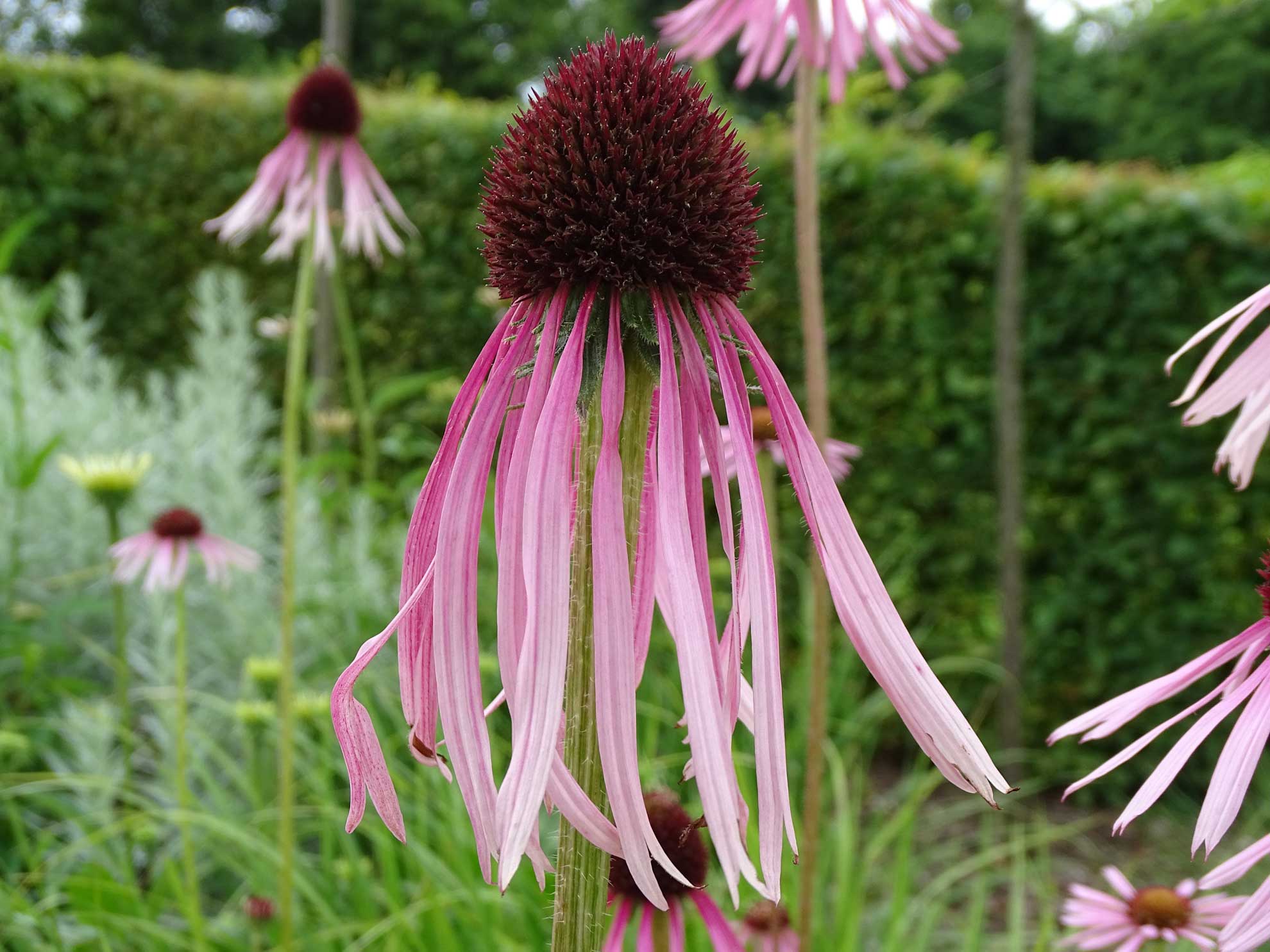 Coneflowers EasytoGrow Native Plants The Plant Native
