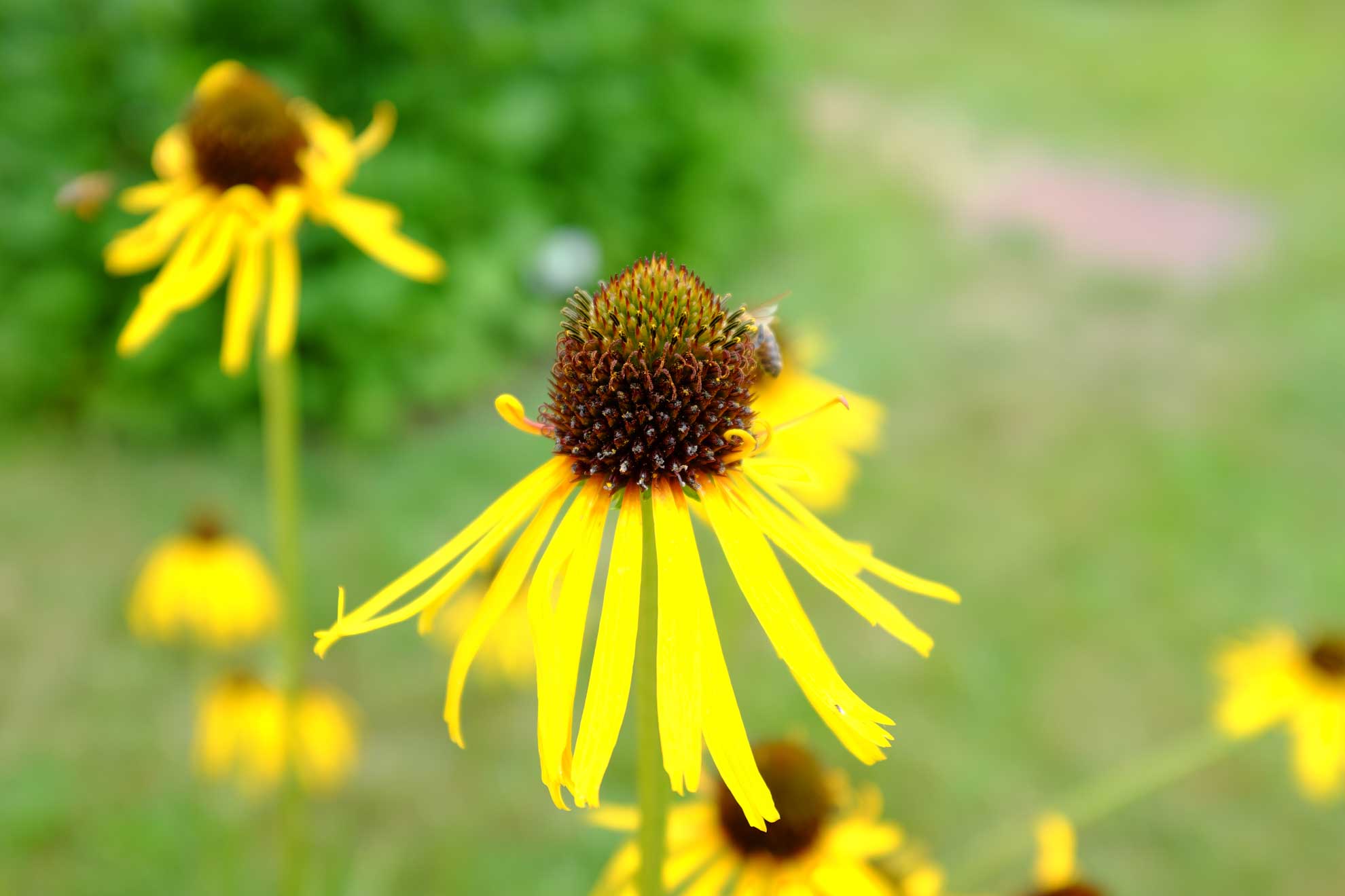 Coneflowers EasytoGrow Native Plants The Plant Native