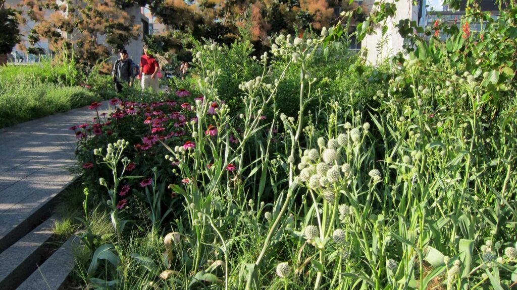 How to Plant Rattlesnake Master The Plant Native