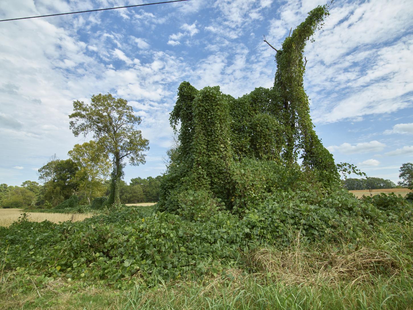 what-is-an-invasive-plant-are-invasive-plants-bad