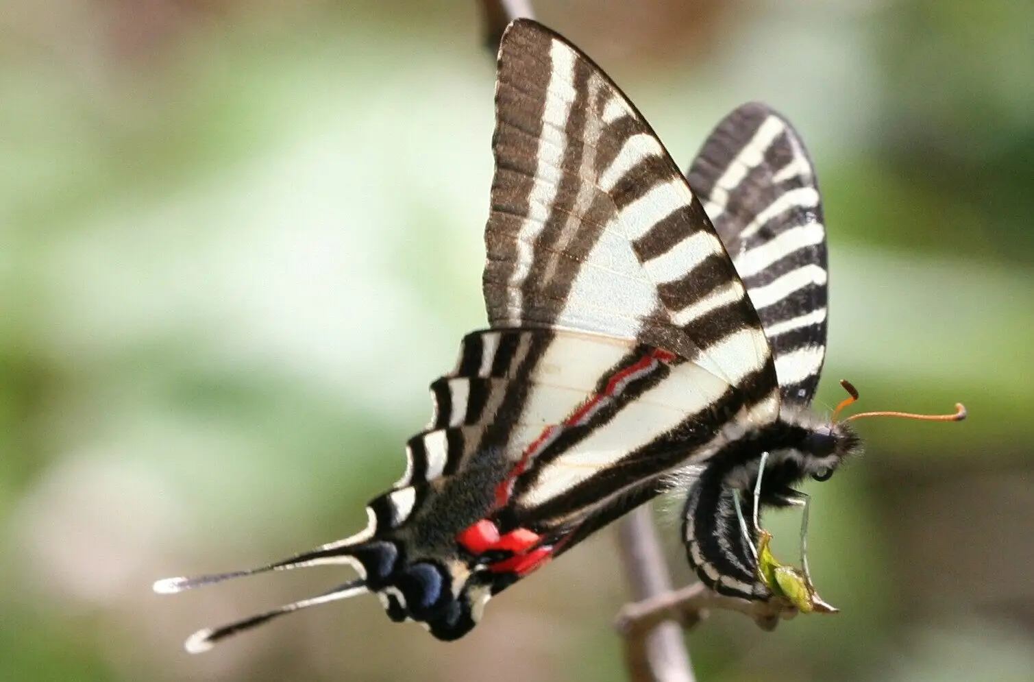 Zebra swallowtail butterfly, black and white striped wings with long tails, laying an egg on a pawpaw