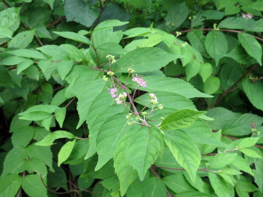 Discover the Beauty and Benefits of American Beautyberry The Plant Native