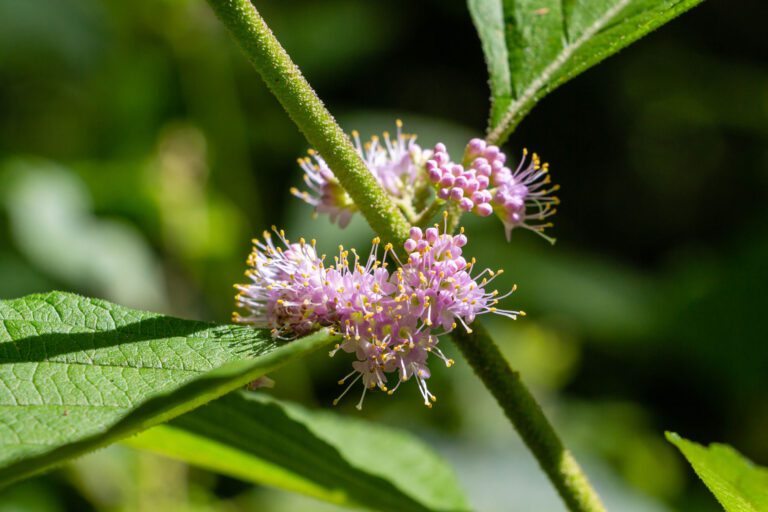 Discover the Beauty and Benefits of American Beautyberry The Plant Native