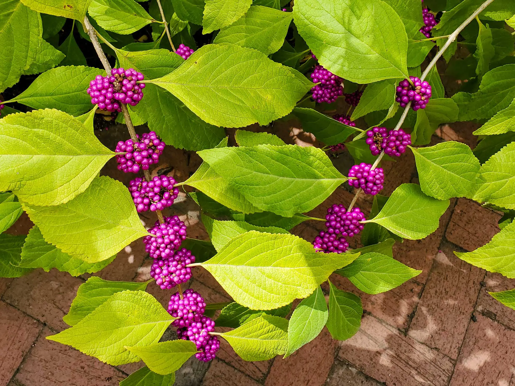American beautyberry, clusters of bright magenta berries along stems of chartreuse leaves