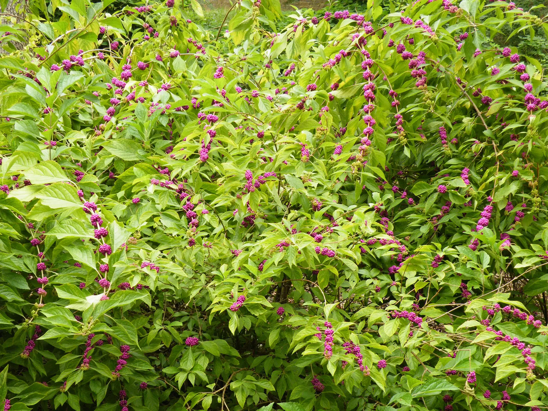American beautyberry, a large arching shrub studded with purple berry clusters