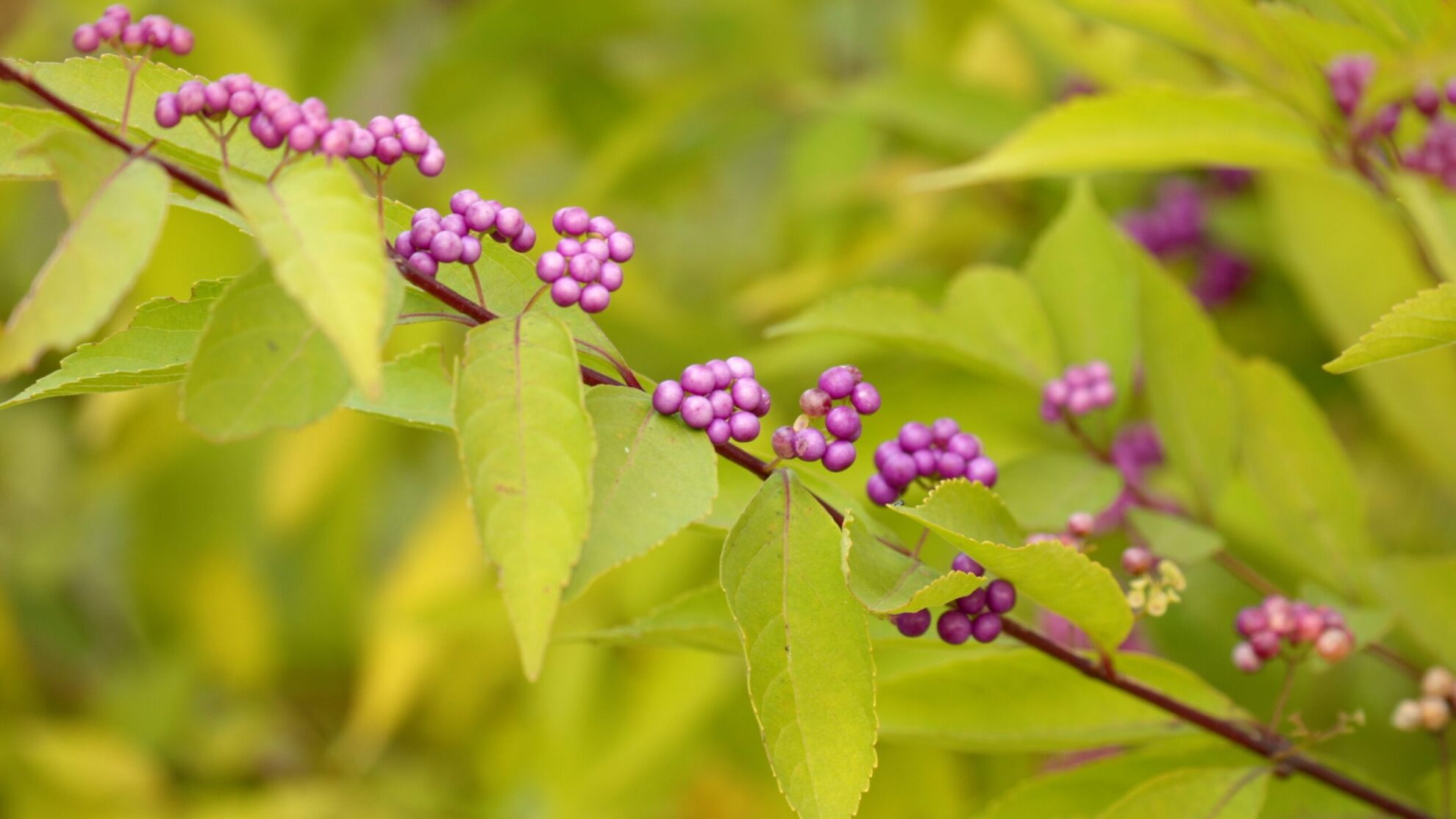 Discover the Beauty and Benefits of American Beautyberry The Plant Native