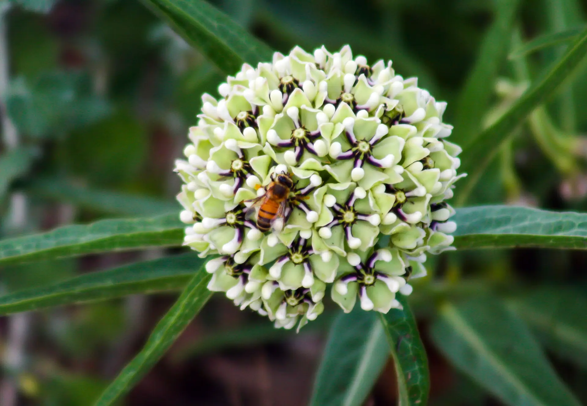 Antelope horns milkweed, a round cluster of green-white star flowers with a honeybee