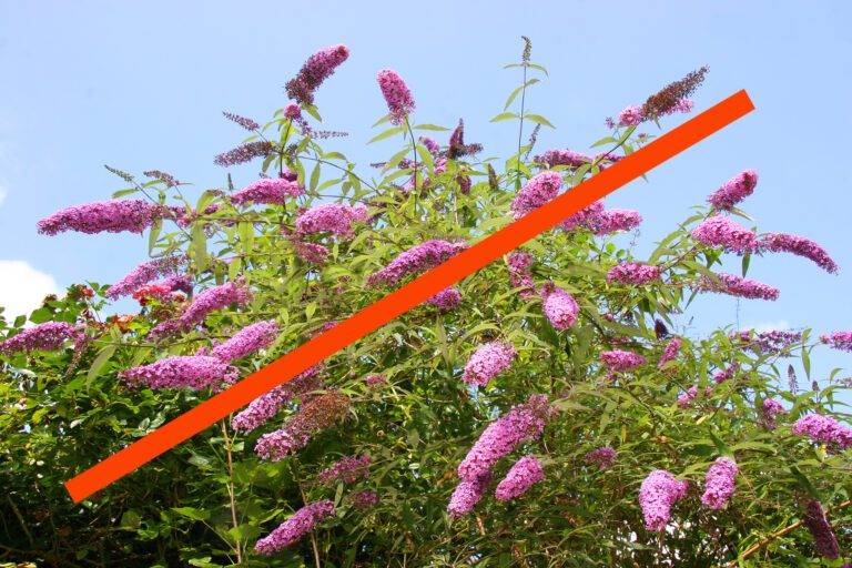 Invasive or Not? The Truth About Butterfly Bushes