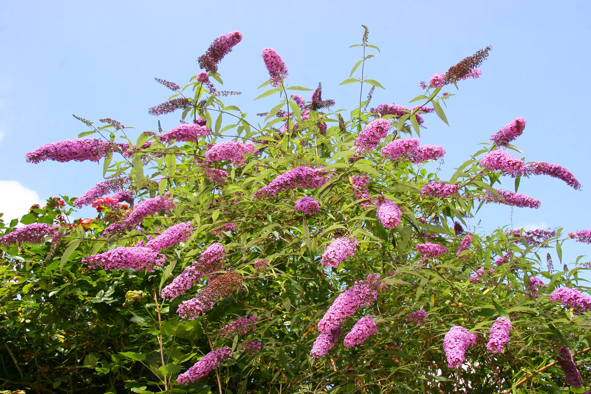 Butterfly bush, an invasive shrub with arching pink flower spikes against a blue sky