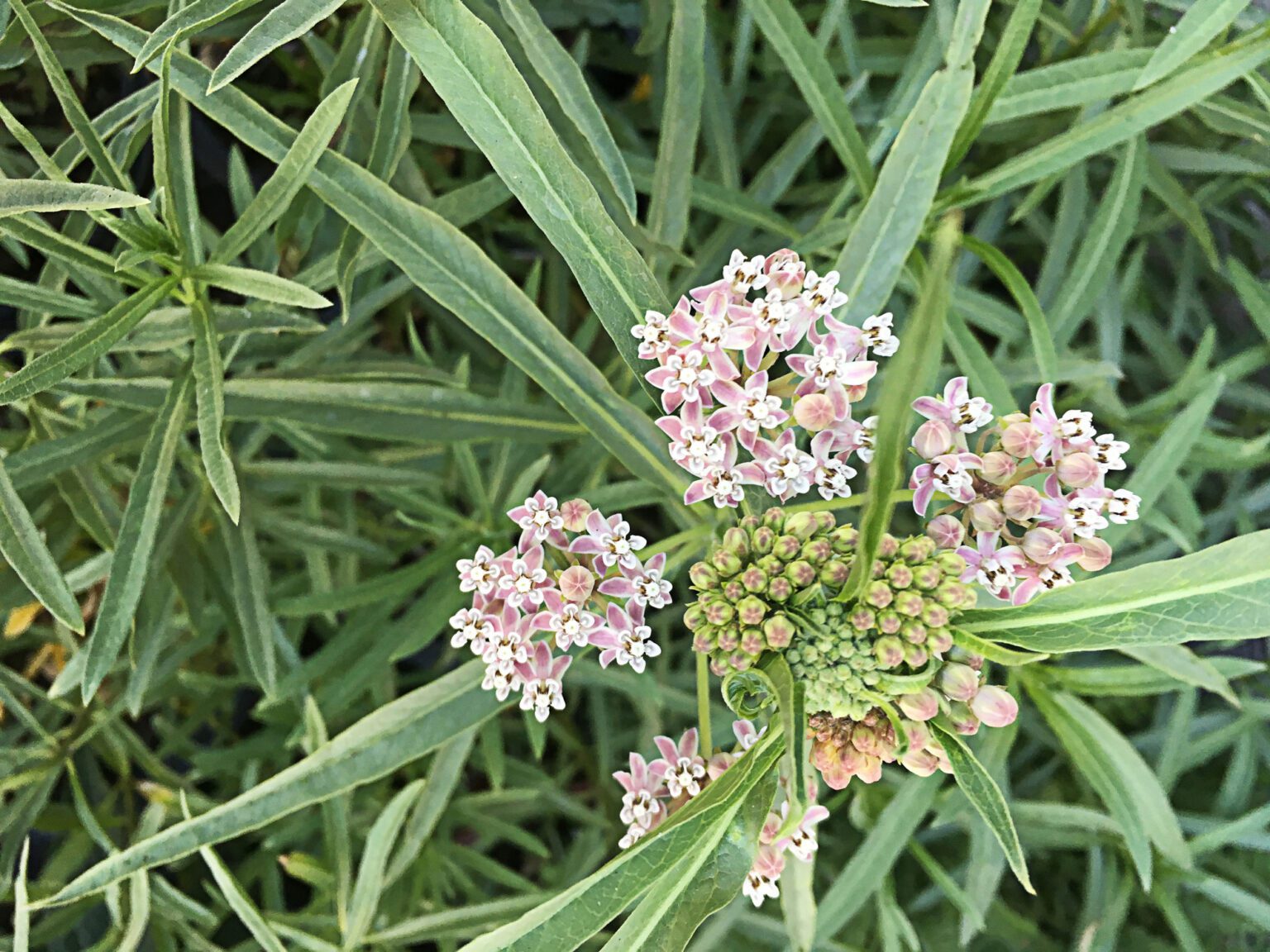 How To Plant Native Milkweed The Plant Native