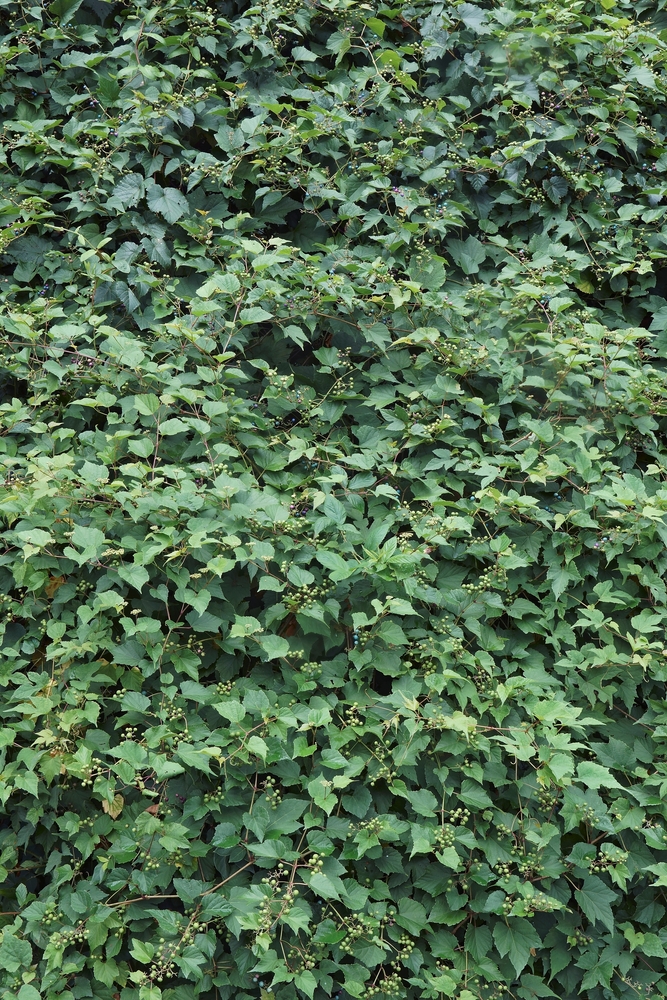 What is an Invasive Plant? Are invasive plants bad?