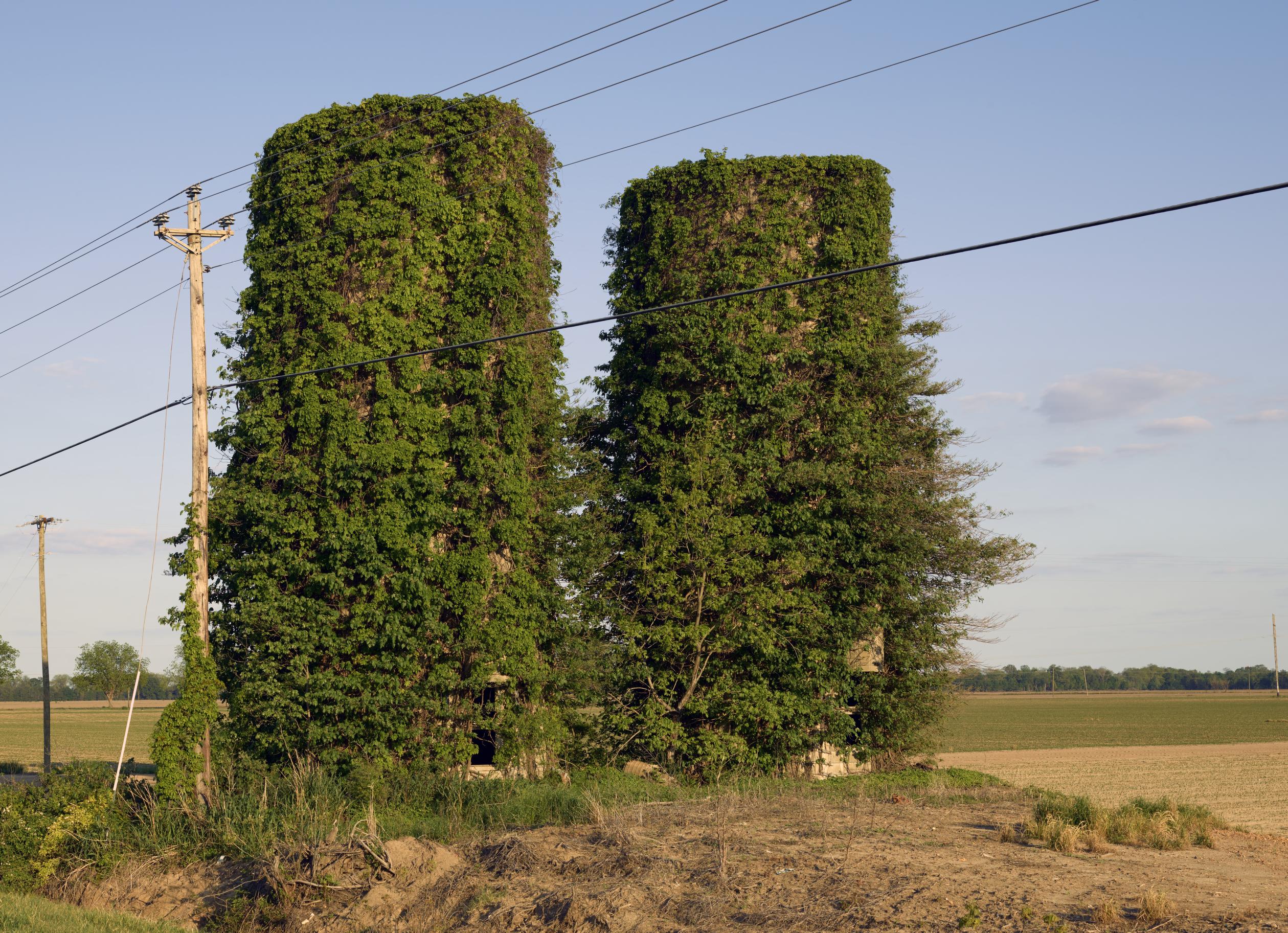 Are Invasive Plants Bad