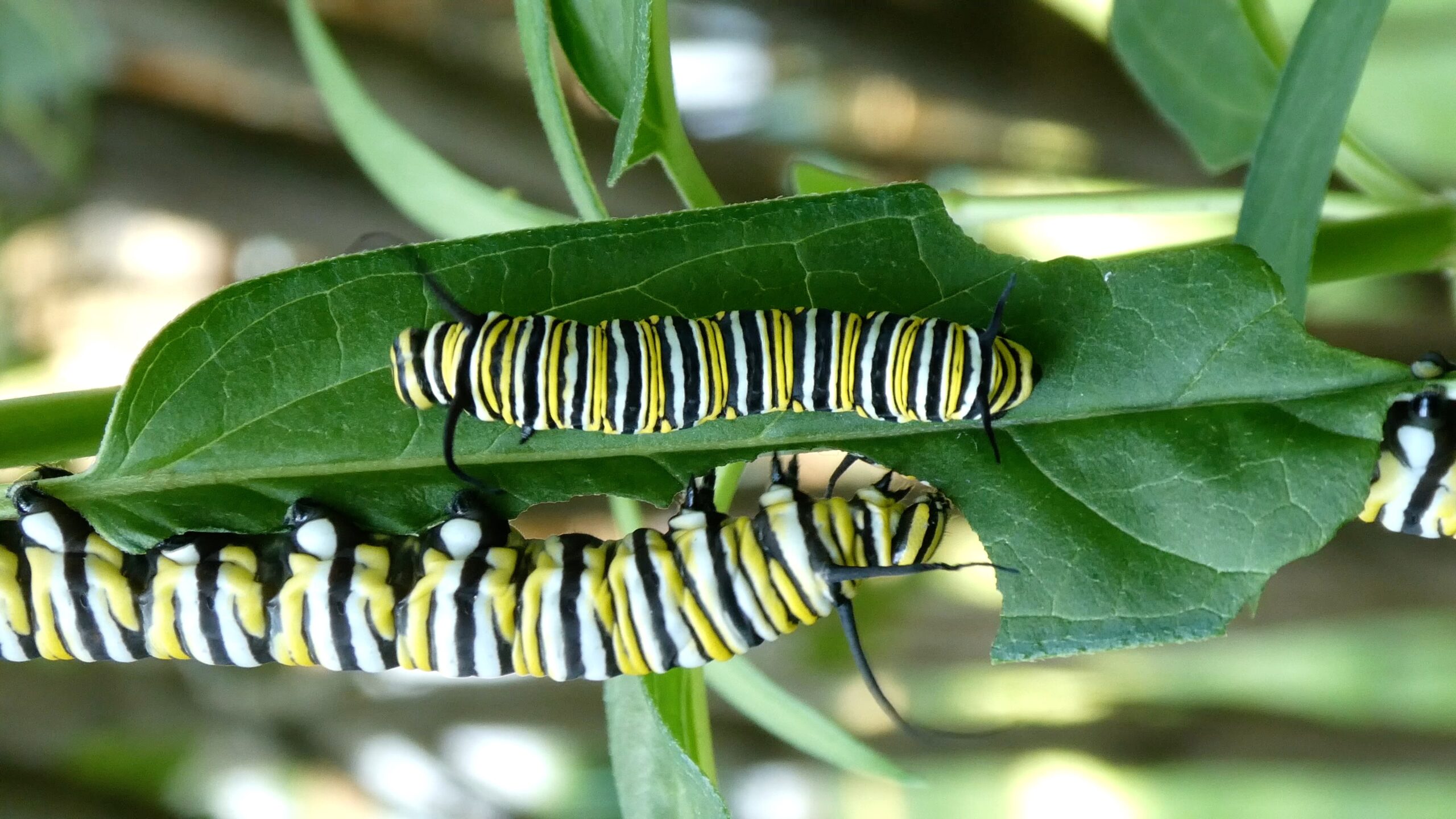 Two monarch caterpillars, striped yellow, black and white, eating a milkweed leaf