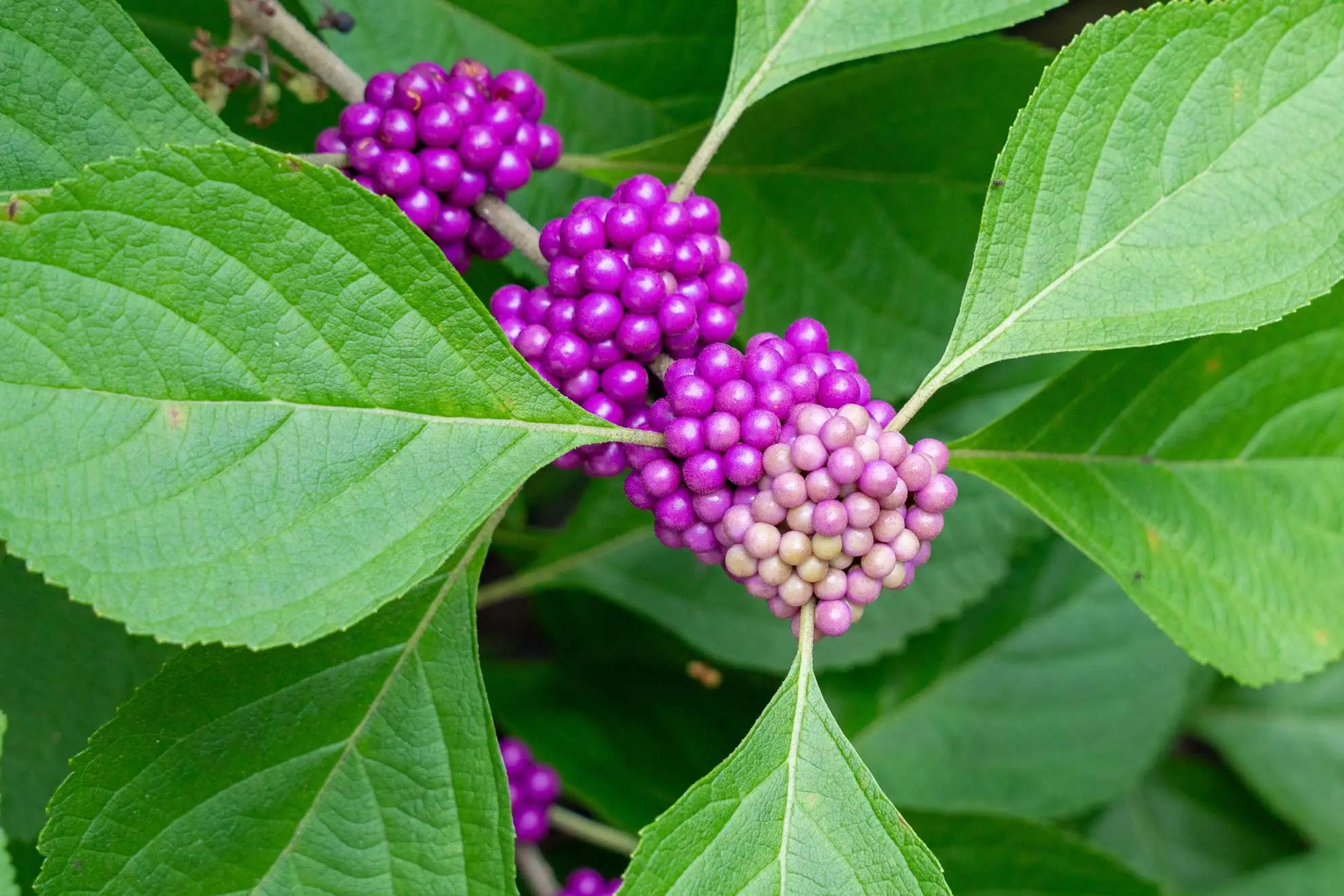 American beautyberry, tight purple berry clusters hugging the stem among toothed leaves