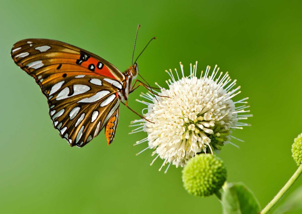Native Plants for Butterflies The Plant Native