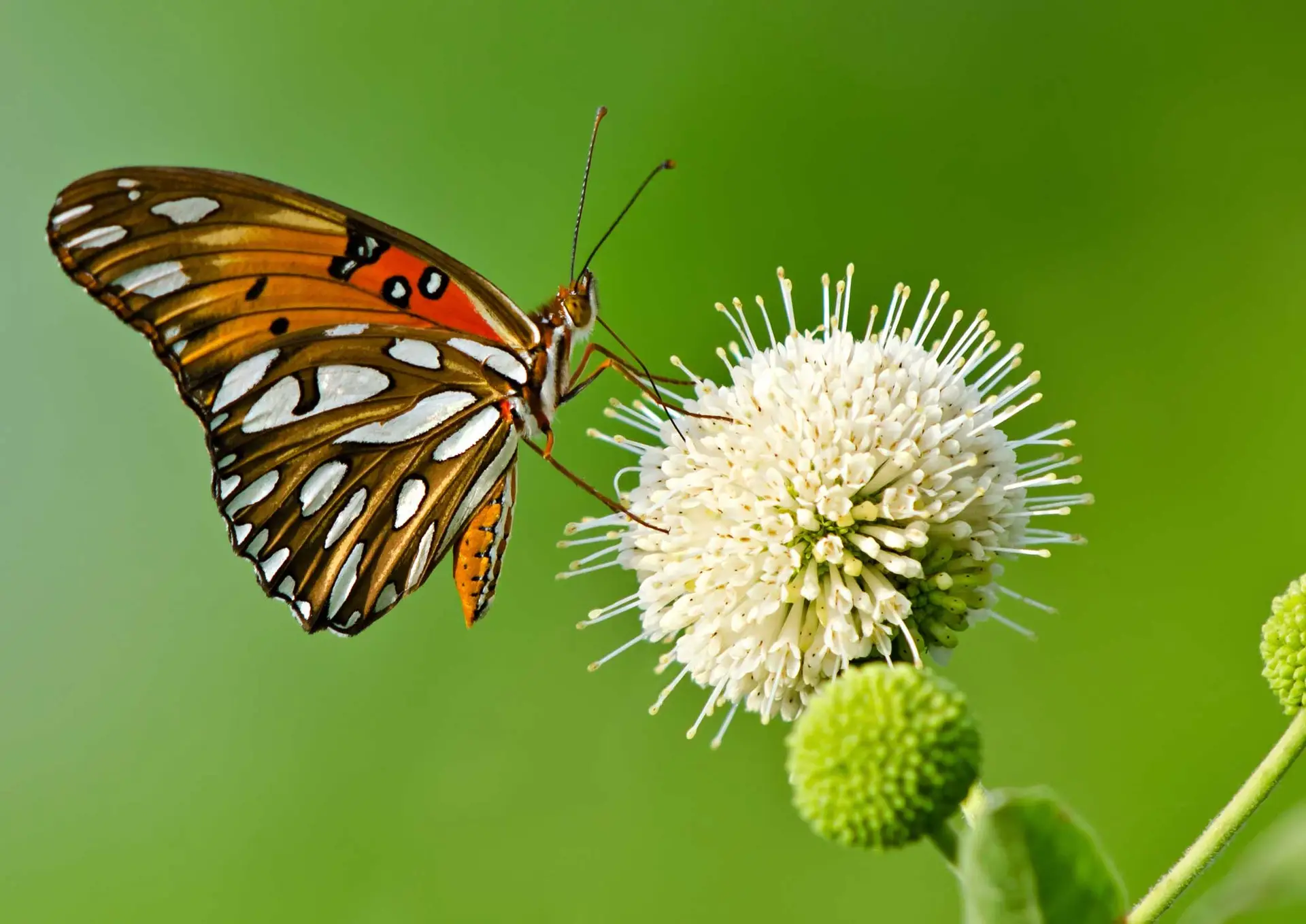 Gulf fritillary butterfly on a white buttonbush flower ball
