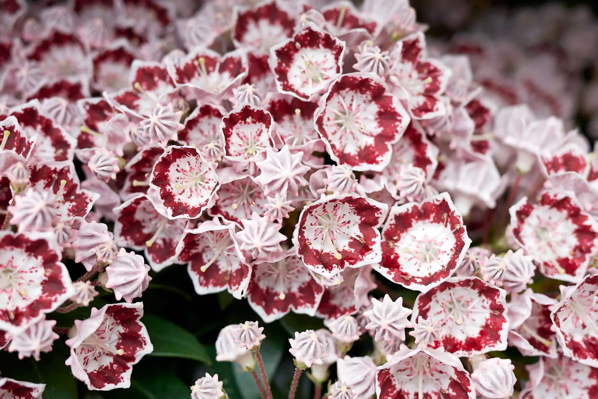 ‘Minuet’ mountain laurel, white flowers with a wide burgundy band