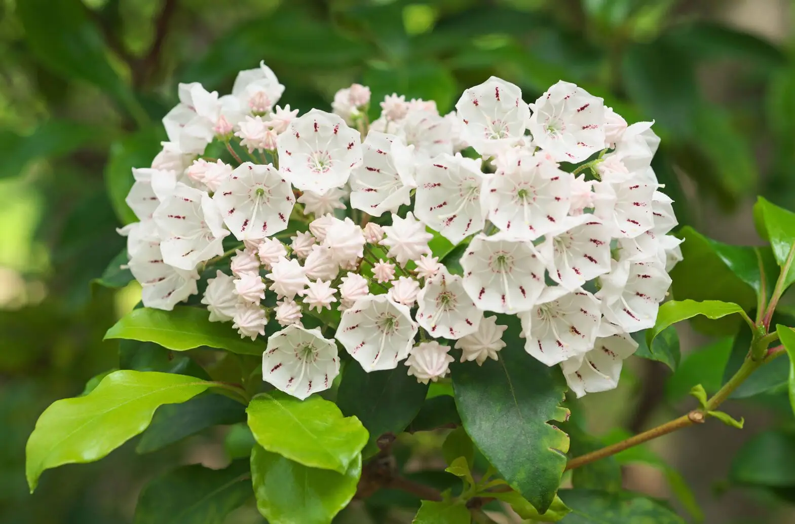 Mountain laurel, a round cluster of white flowers with tiny maroon flecks and pink buds